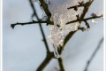 balade hivernale 2....